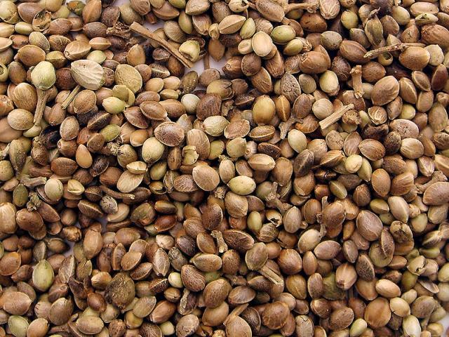 Hemp Seeds Bulk