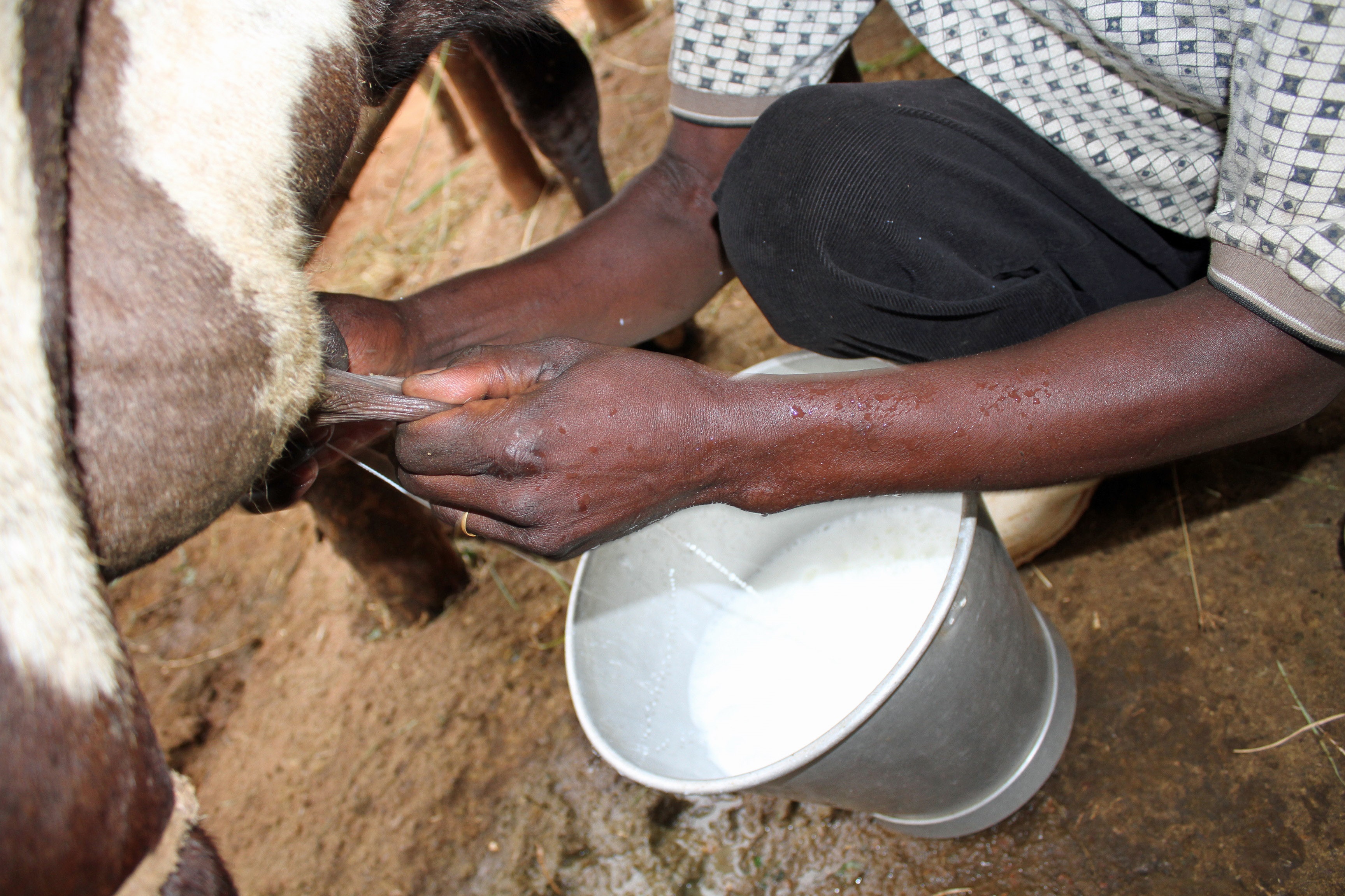Animal nutrition: beyond the boundaries of feed and feeding | Feedipedia Animal nutrition: beyond the boundaries of feed and feeding | Feedipedia