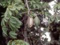 Kapok fruits and kapok fibre