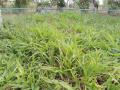 Congo grass (Brachiaria ruziziensis), habit, Thailand