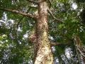Kapok tree covered with spines