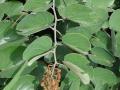 Bauhinia (Bauhinia thonningii) leaves and inflorescence, Burkina Faso