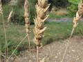 Wheat spike