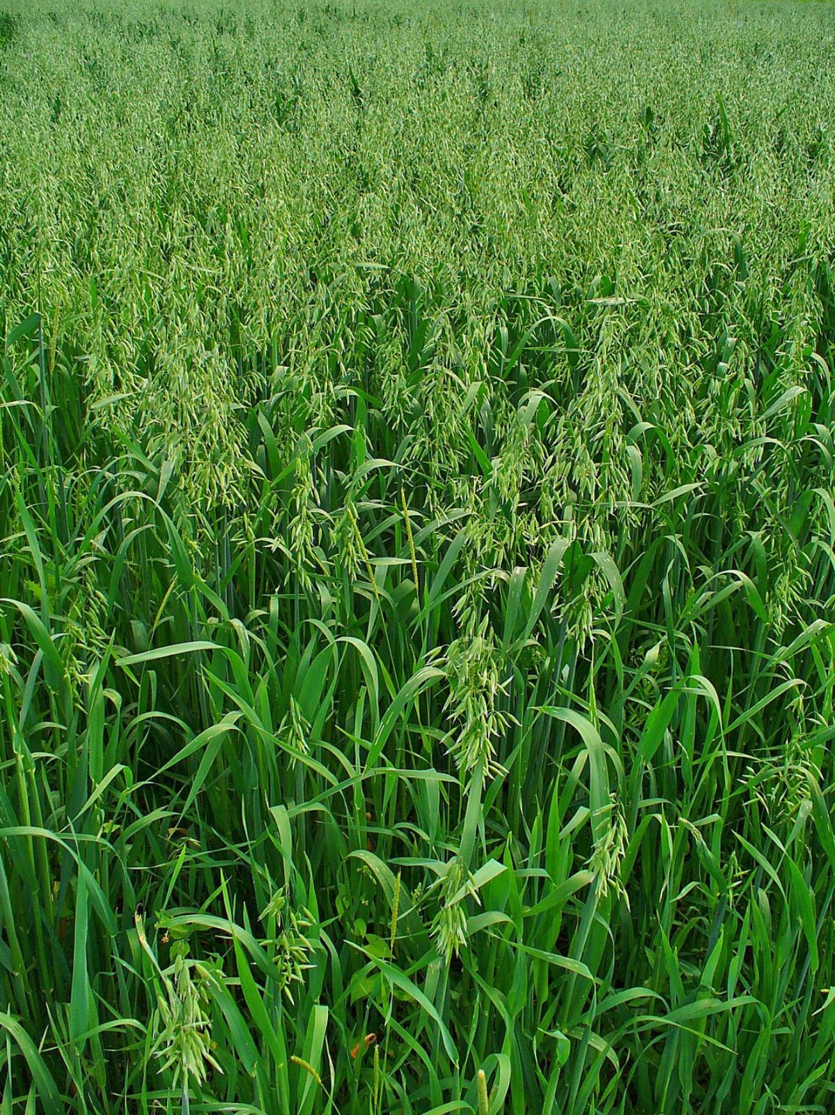 Oat forage | Feedipedia cattle digestive system diagram 