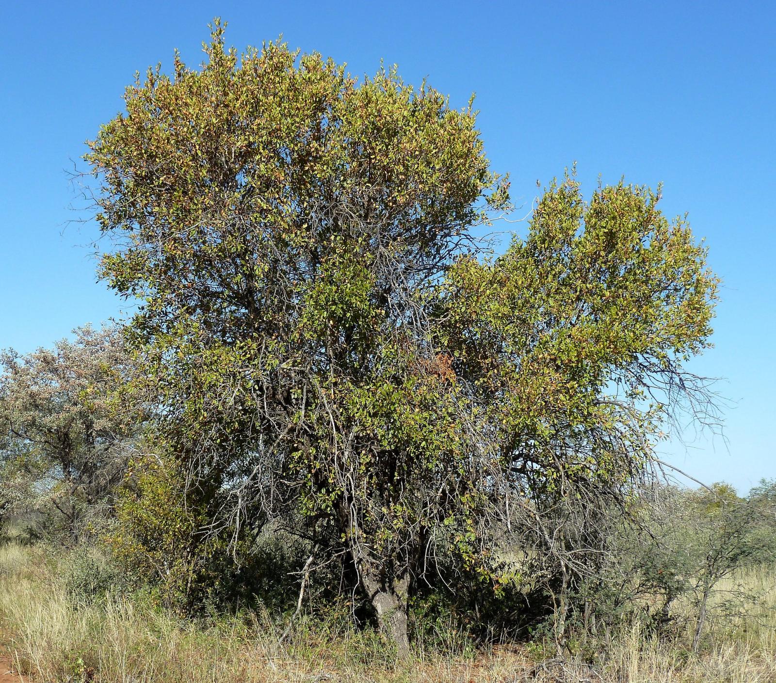 Red bush willow apiculatum) Feedipedia