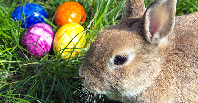 Easter rabbit (Photo credit:  “Superbass”, CC BY-SA 4.0, via Wikimedia Commons)
