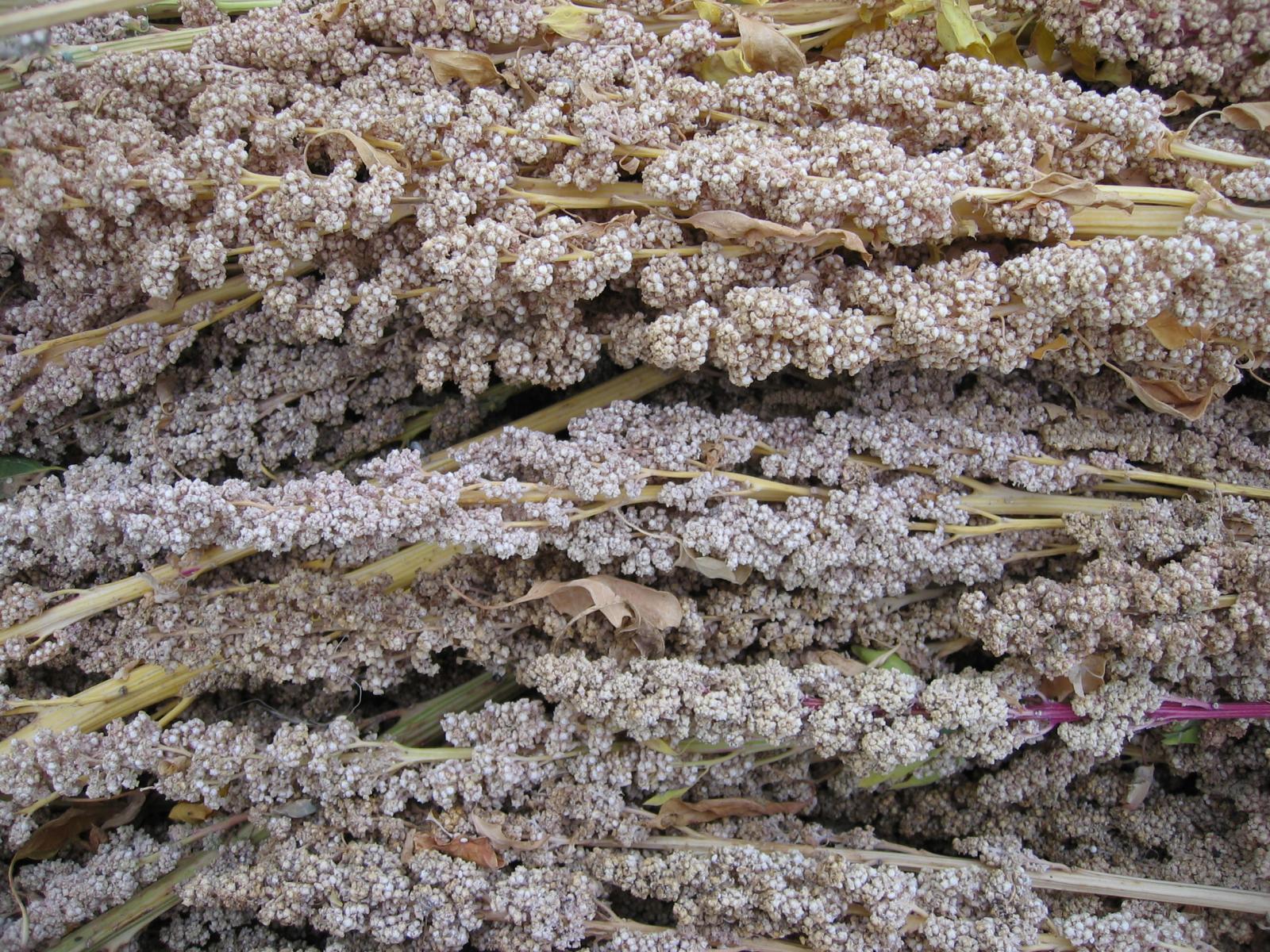 Quinoa คือ อะไร