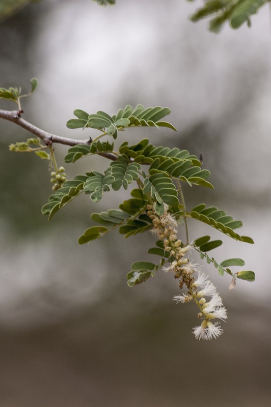 Gum Arabic ( Acacia senegal) - Also called Acacia Gum- Somilia Africa