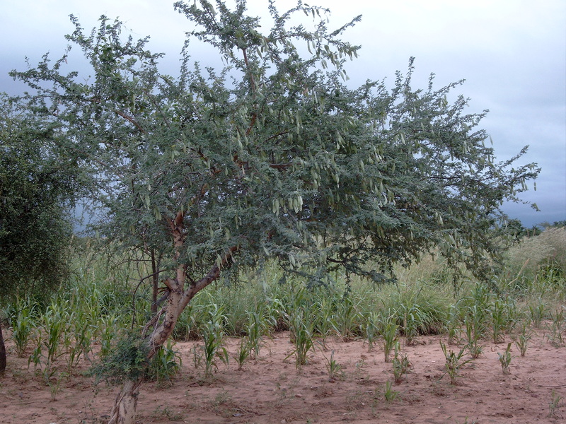 Gum Arabic: Everything You Need to Know