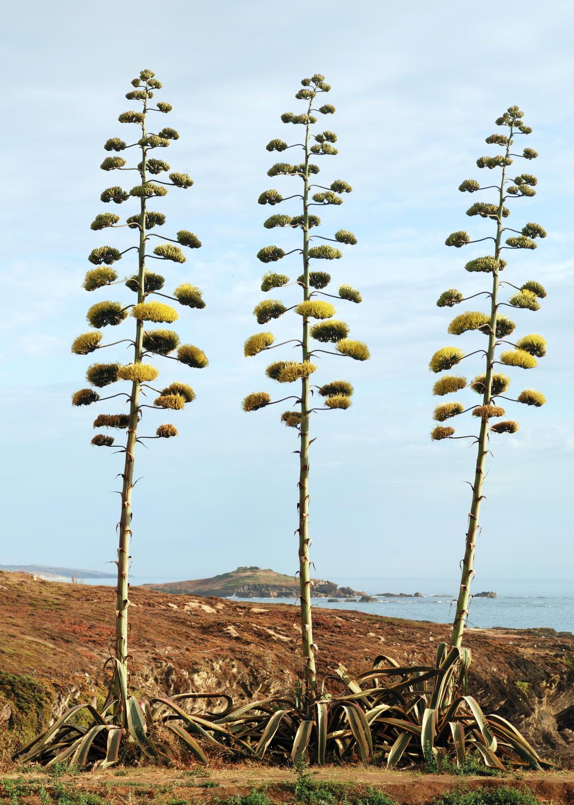 century plant (agave americana), in bloom | feedipedia