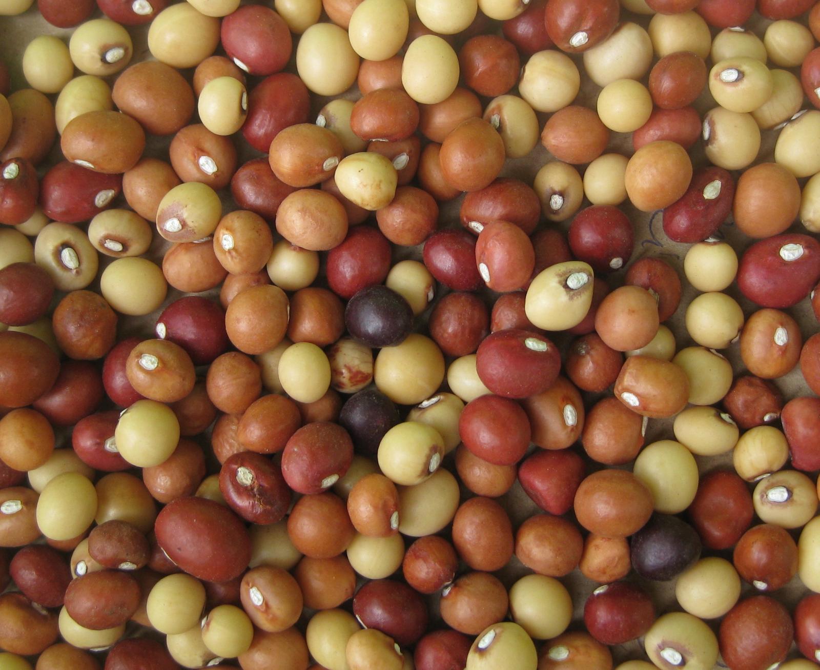 Bambara groundnut (Vigna subterranea) pods, shells and offals | Feedipedia