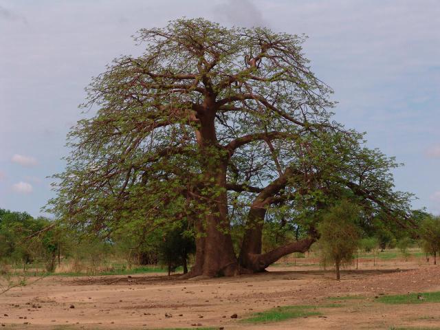 african baobab tree