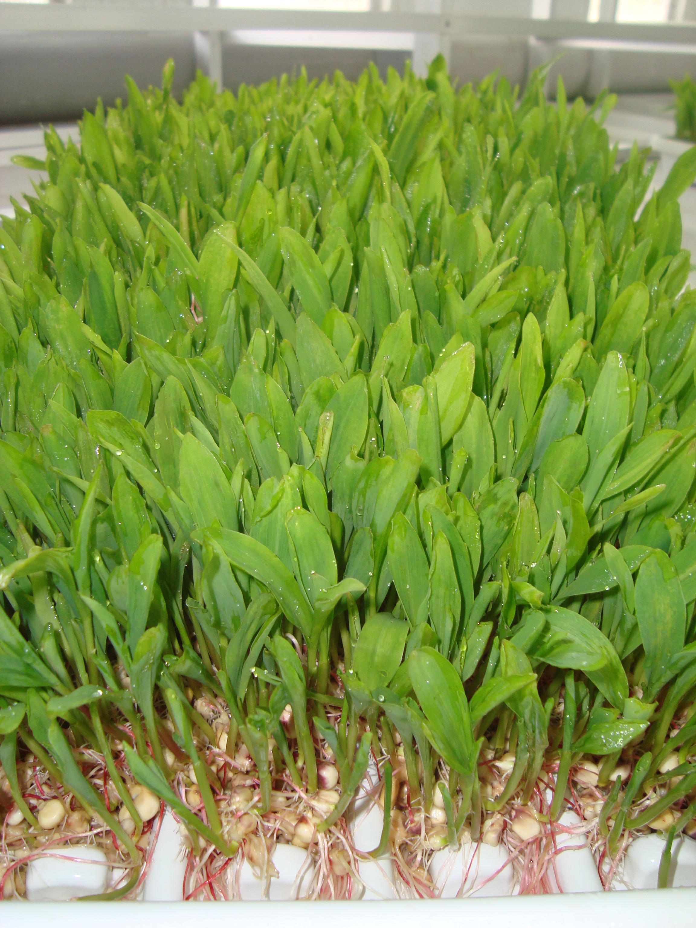 Harvesting and Storing Hydroponic Fodder