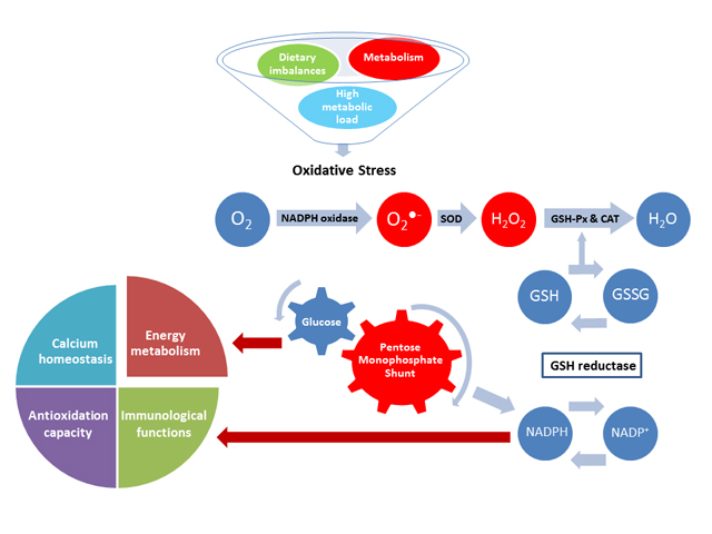 Oxidative stress