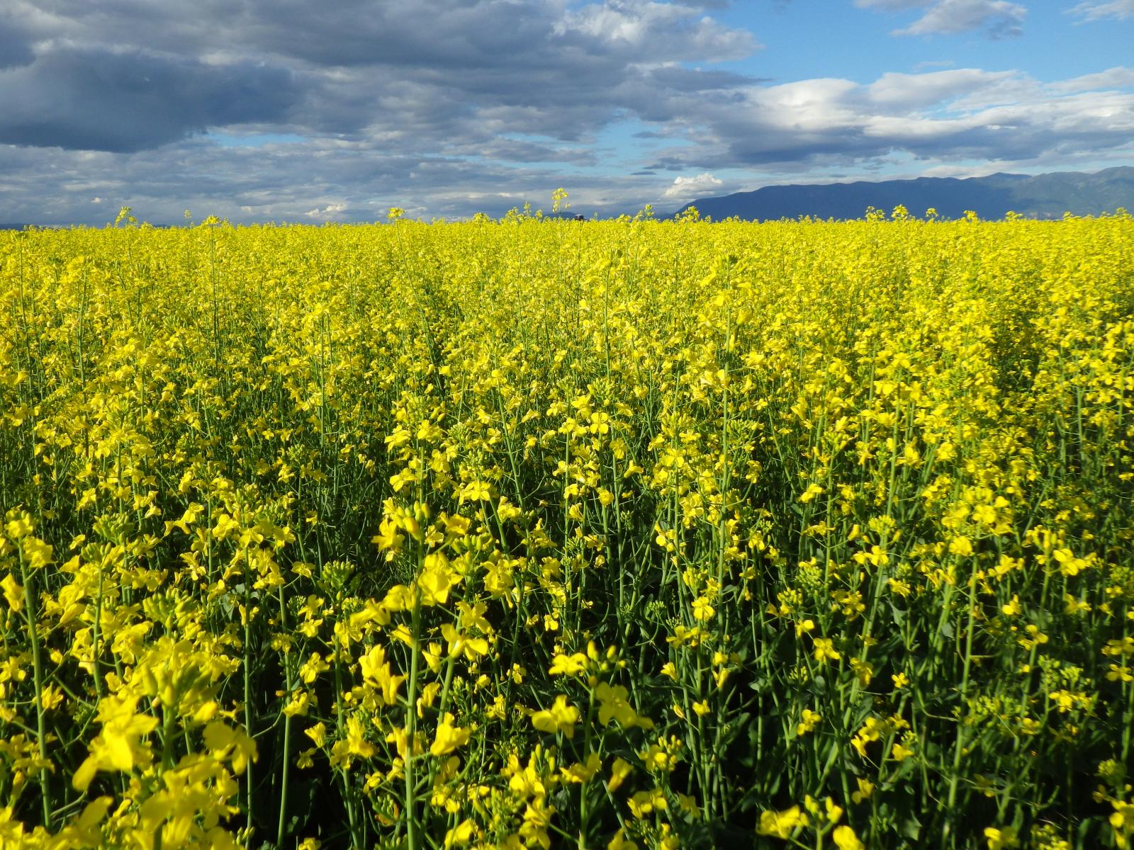 Canola Test Weight Conversion Chart