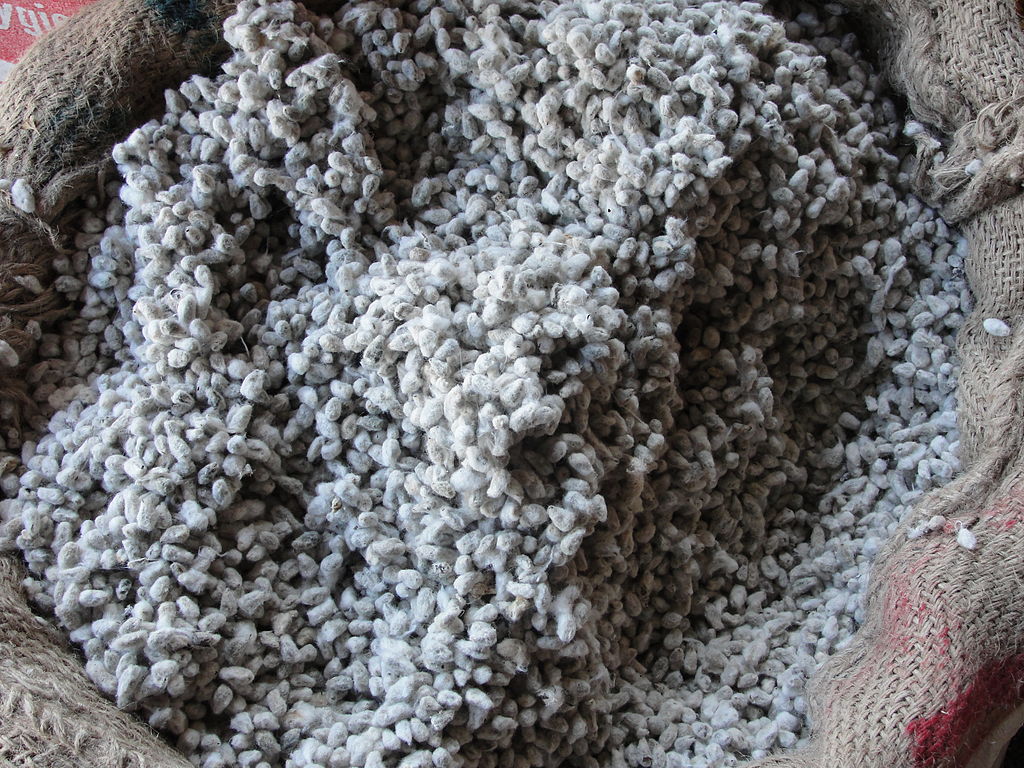 Cotton Seed