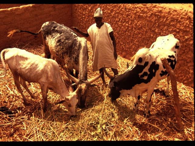 Food for cattle can be made with leaves - ఆకులతో దాణా చేసుకుంటే ఖర్చు తగ్గుతుంది -