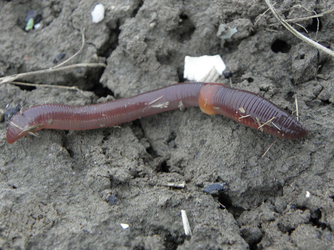 Common earthworm (Lumbricus terrestris)