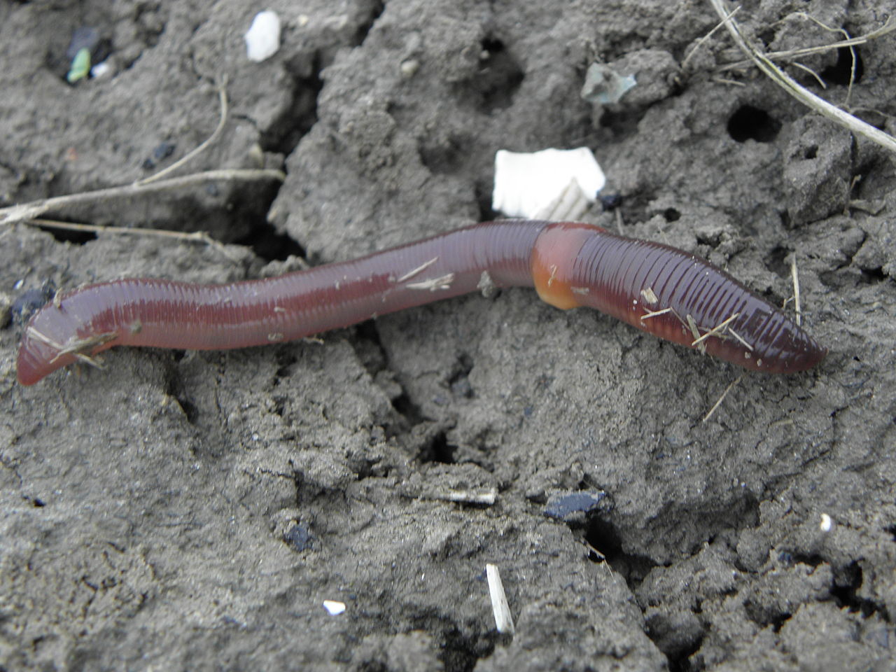 https://www.feedipedia.org/sites/default/files/images/earthworm_RobHille.jpg