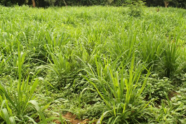 Elephant grass (Pennisetum purpureum)