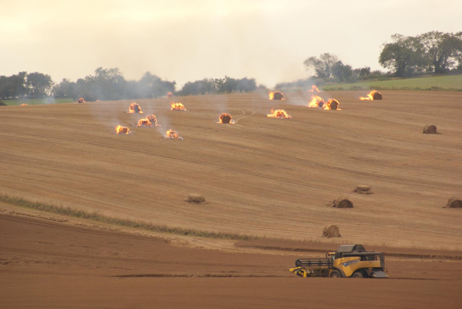 Flax straw and flax crop byproducts Feedipedia