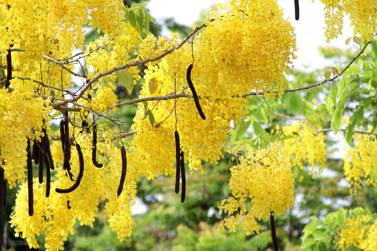 Golden tree (Cassia fistula)