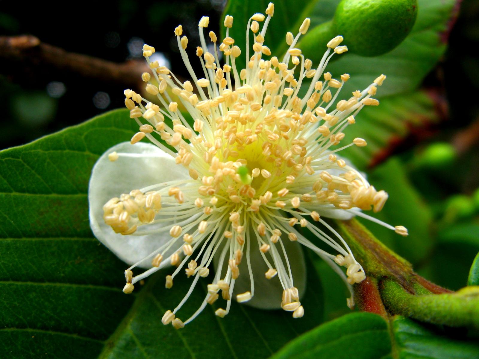 psidium guajava