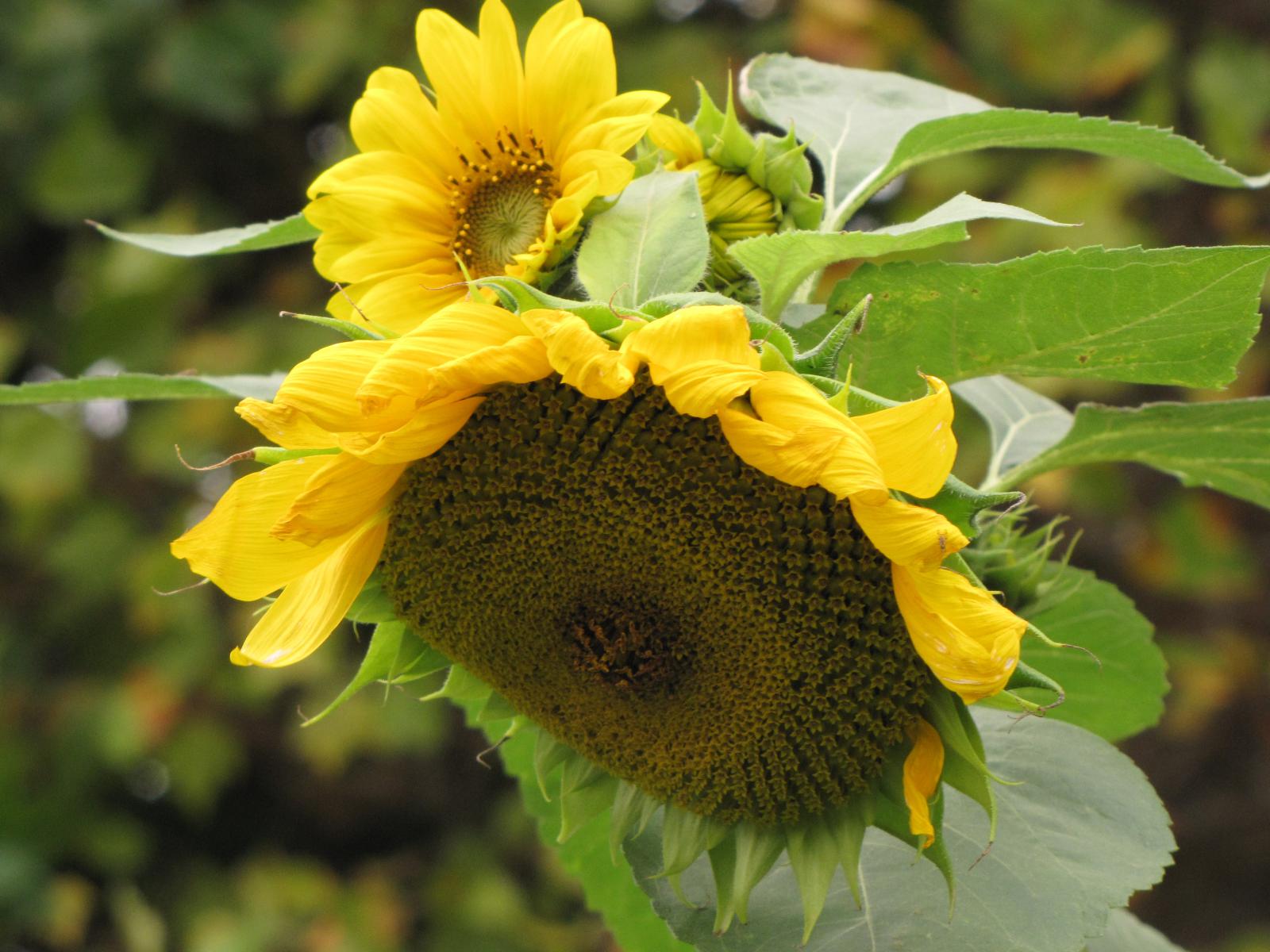 Sunflower Forage And Crop Residues Feedipedia