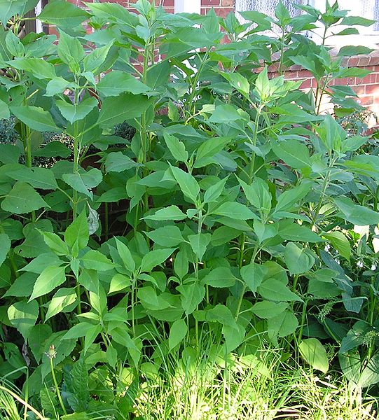 Jerusalem artichoke (Helianthus | Feedipedia