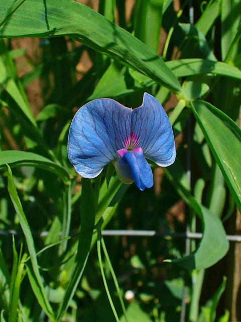 Grass pea (Lathyrus sativus) | Feedipedia