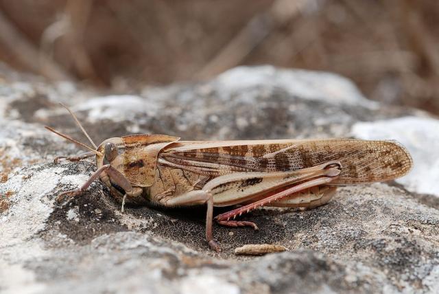 Locusta migratoria (Locusta migratoria) - Picture Insect