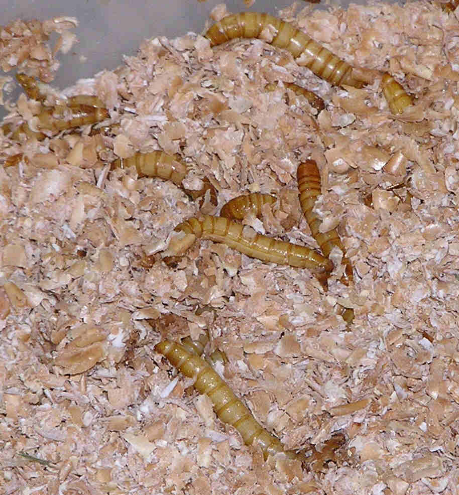 mealworm