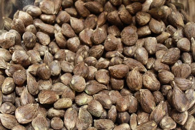 Oil Palm Kernels Feedipedia oil-palm-kernels-feedipedia