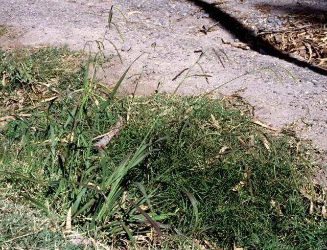 Image of Dallisgrass plant with a mixture of green and brown leaves