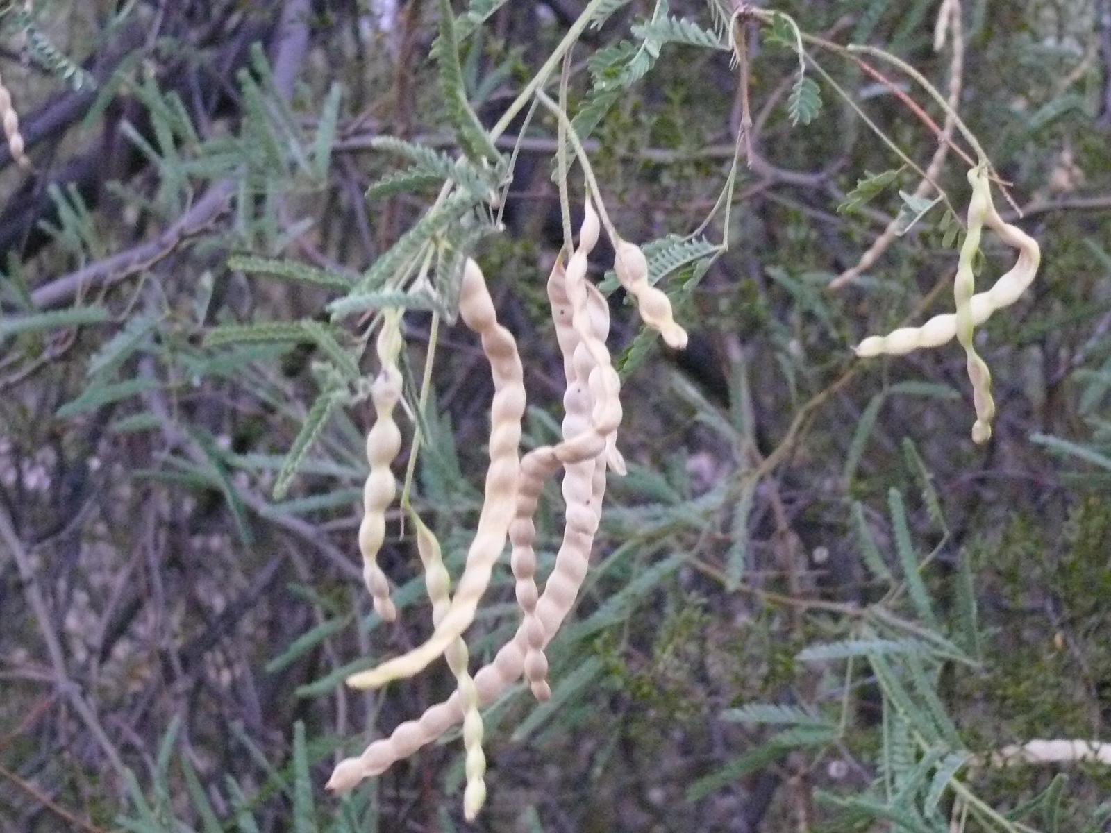 Prosopis Velutina