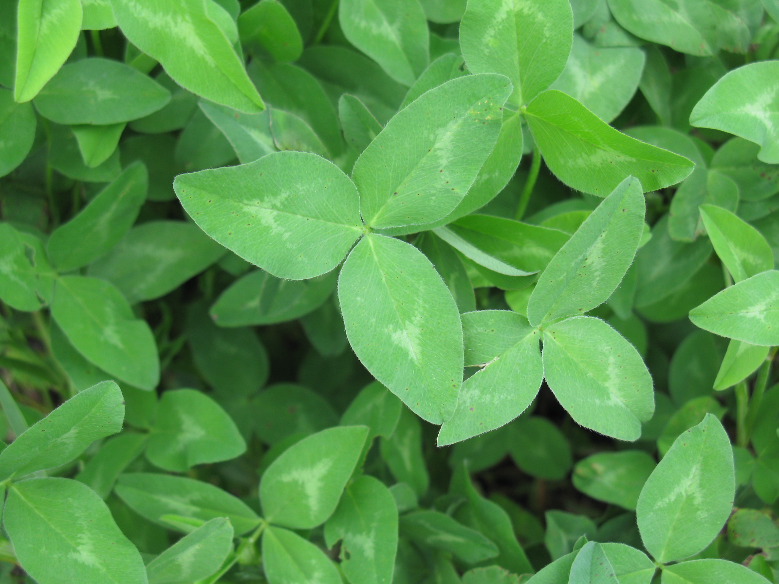 red leaf clover plant