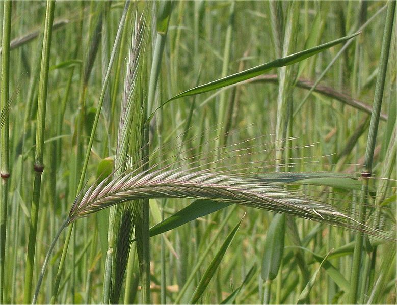 Bildergebnis für secale cereale