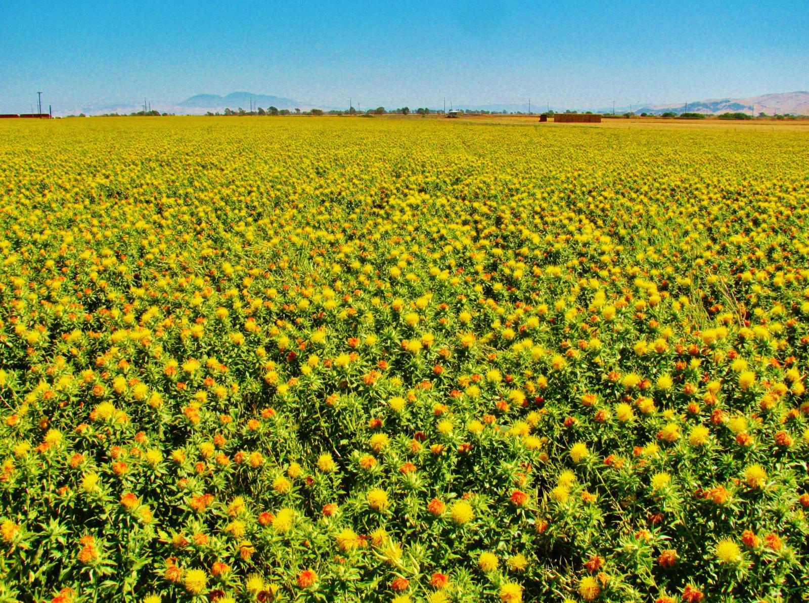 Safflower (Carthamus tinctorius L.) for Biofuel Production – Farm