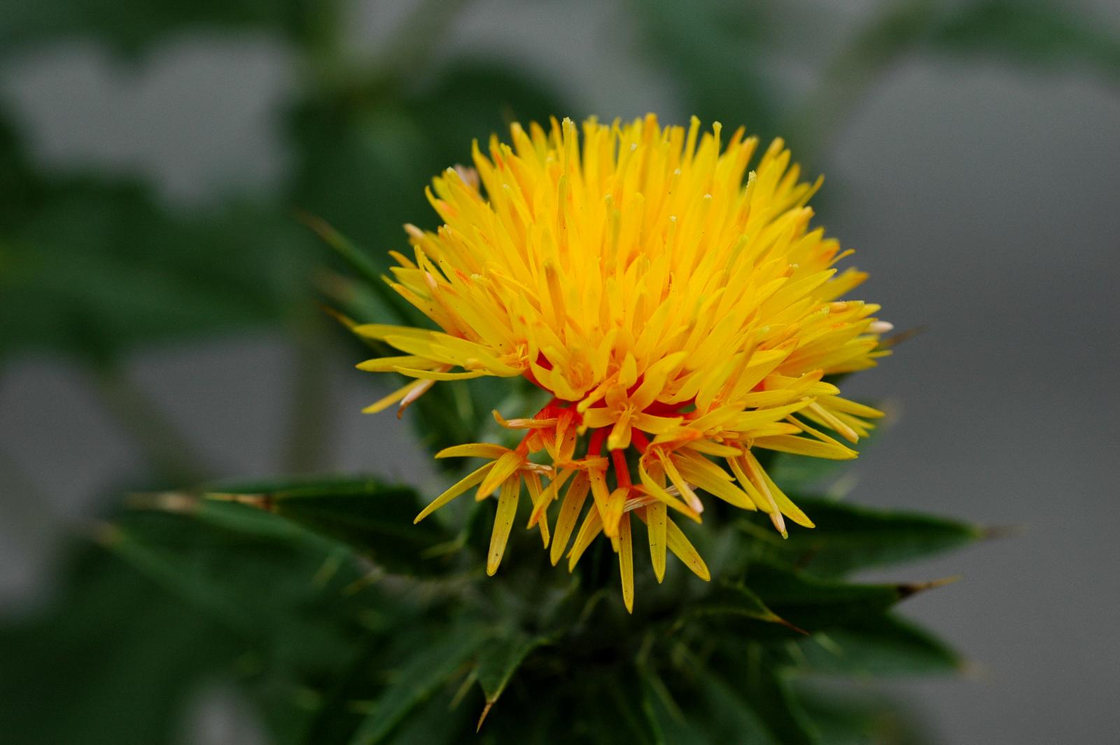 Safflower (Carthamus tinctorius), flower