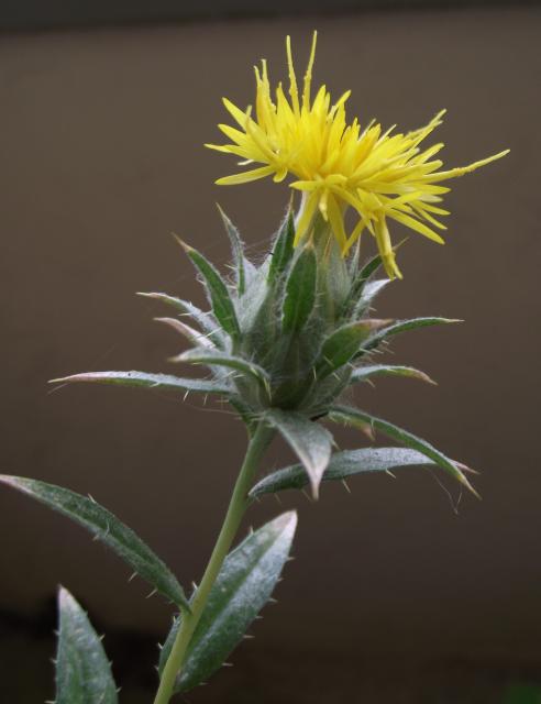 Safflower (Carthamus tinctorius) forage