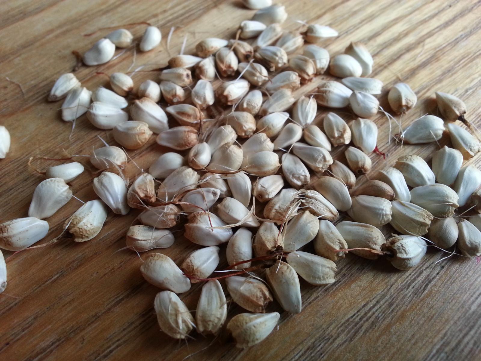 Safflower (Carthamus tinctorius) forage