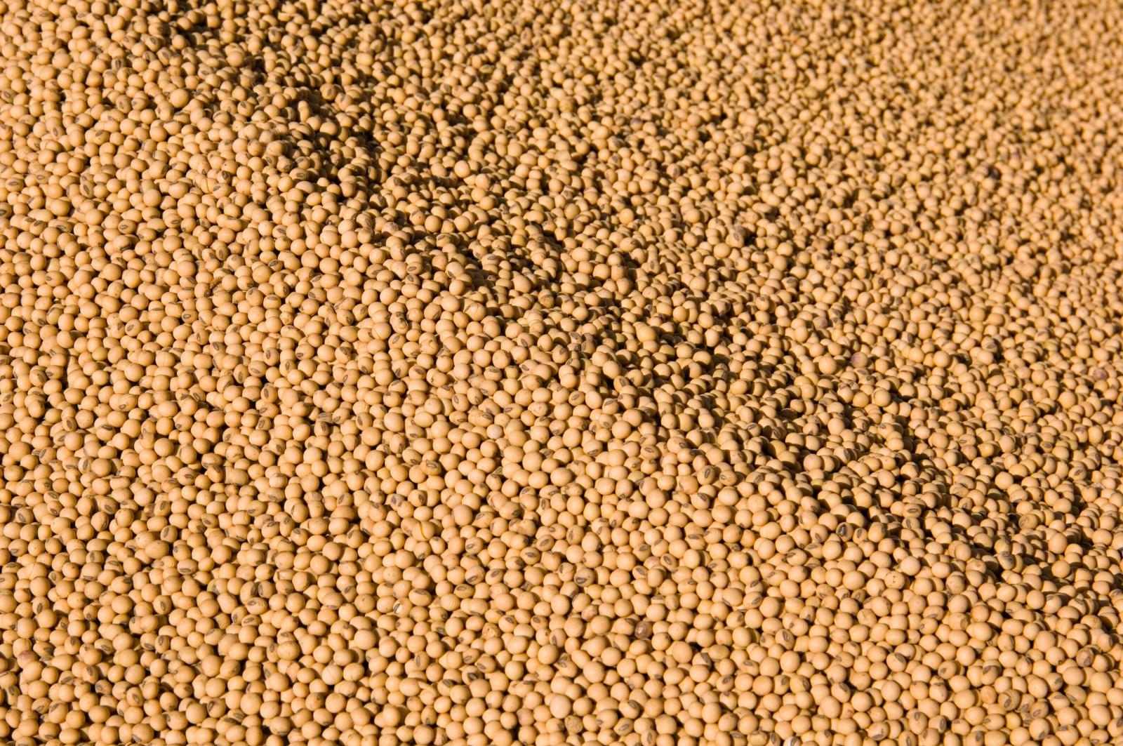 Soybean Seed Size Chart