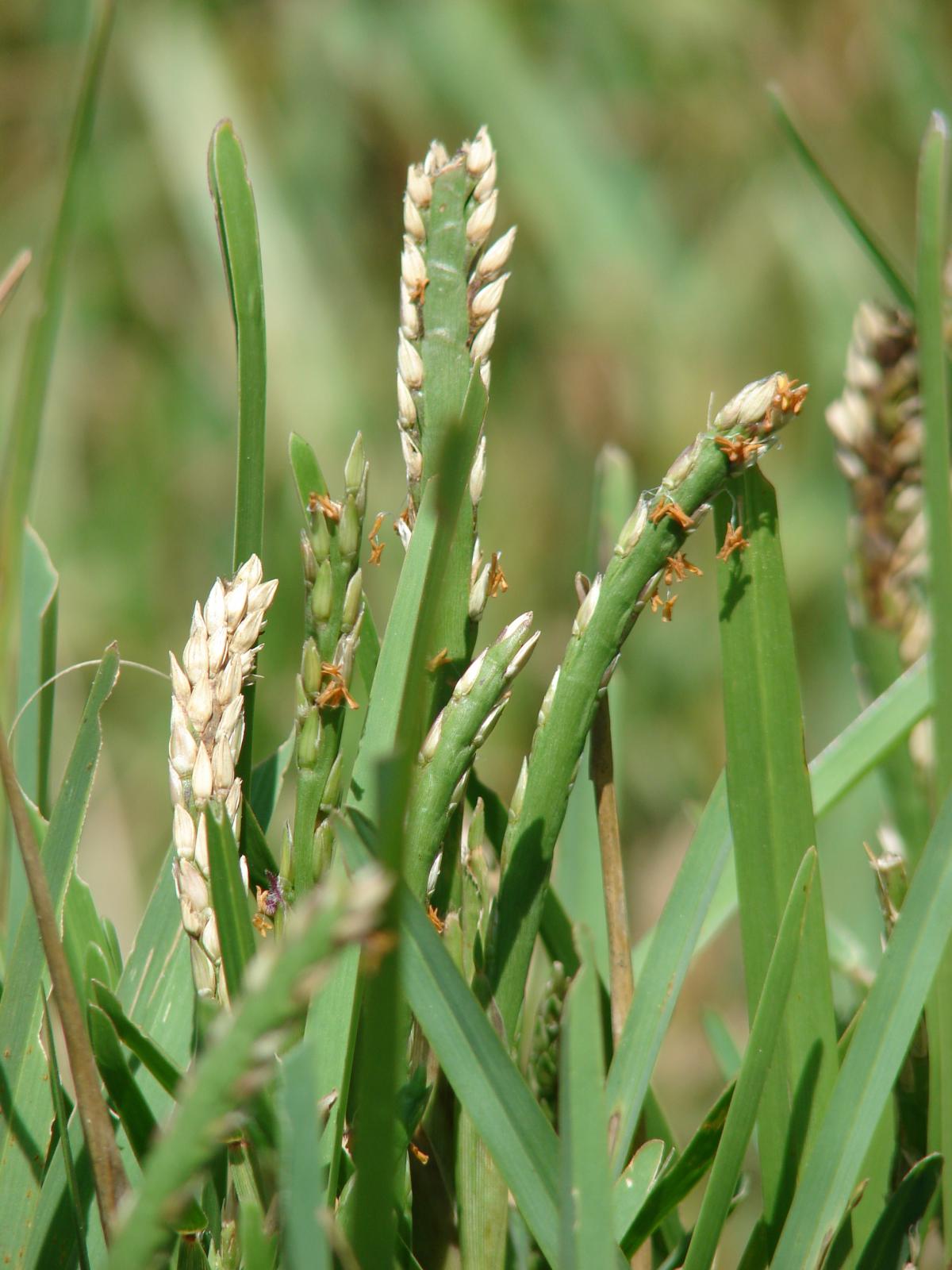 st augustine grass (stenotaphrum secundatum), flowers and seeds