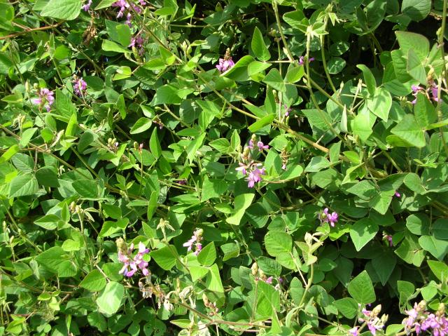 Desmodium - 90 Gélules - La Plante qui Danse ! NAKURU 100081