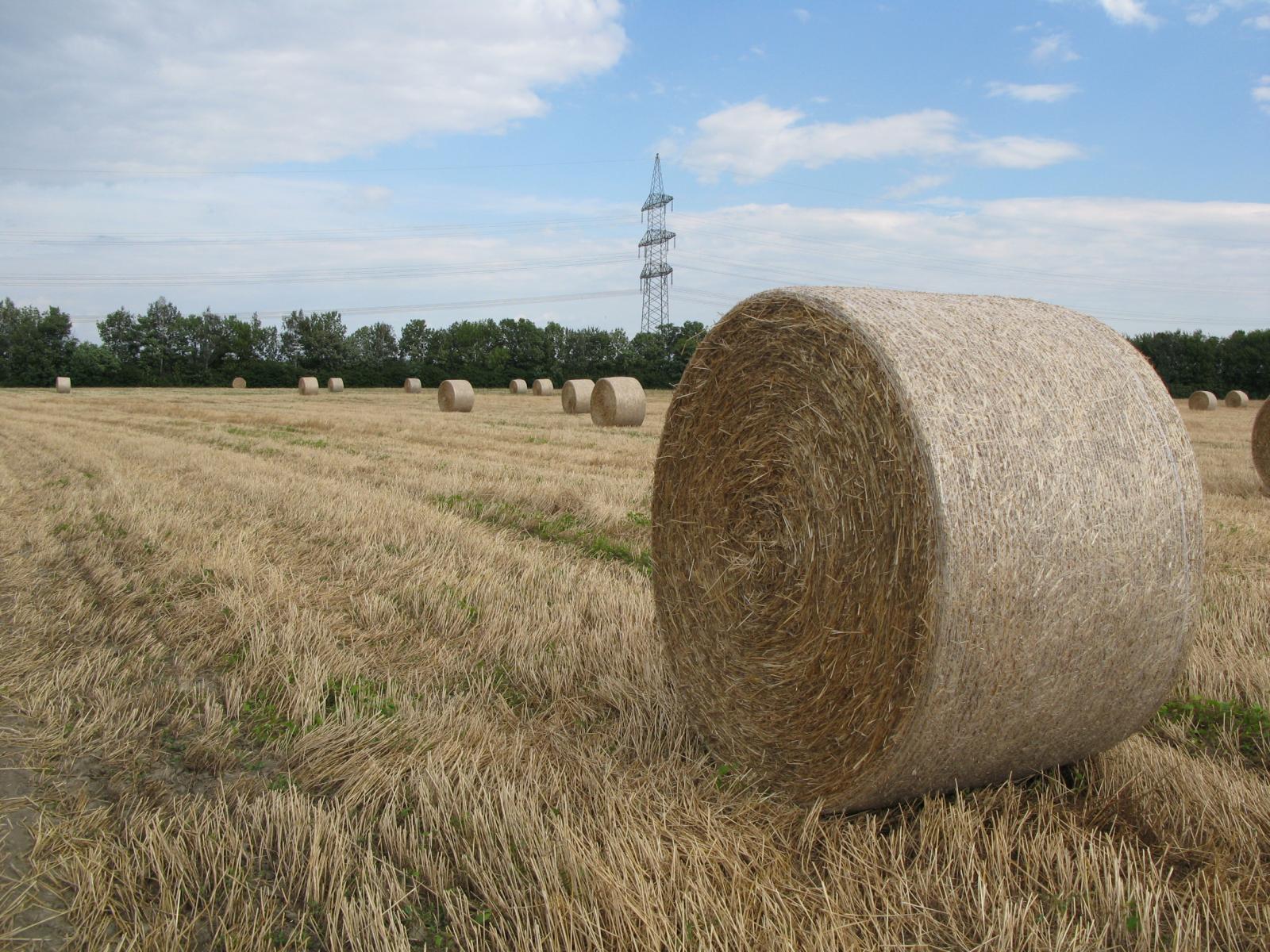 Can pea straw be a suitable alternative feed for cattle?