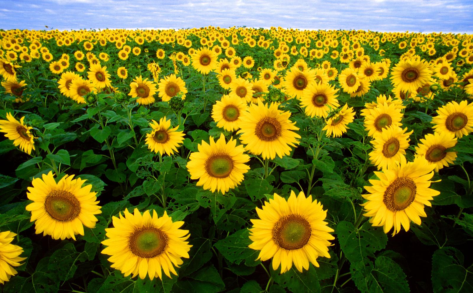 Sunflower (general) | Feedipedia