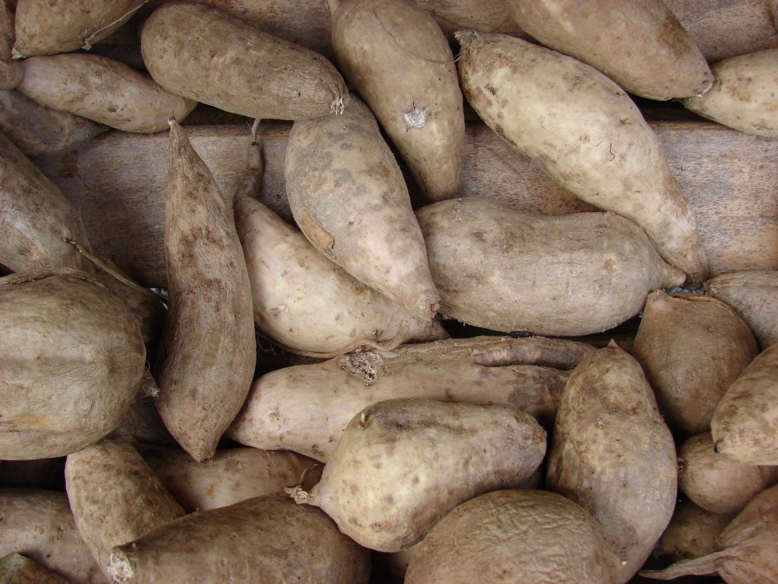 Yellow Guinea yam, plant