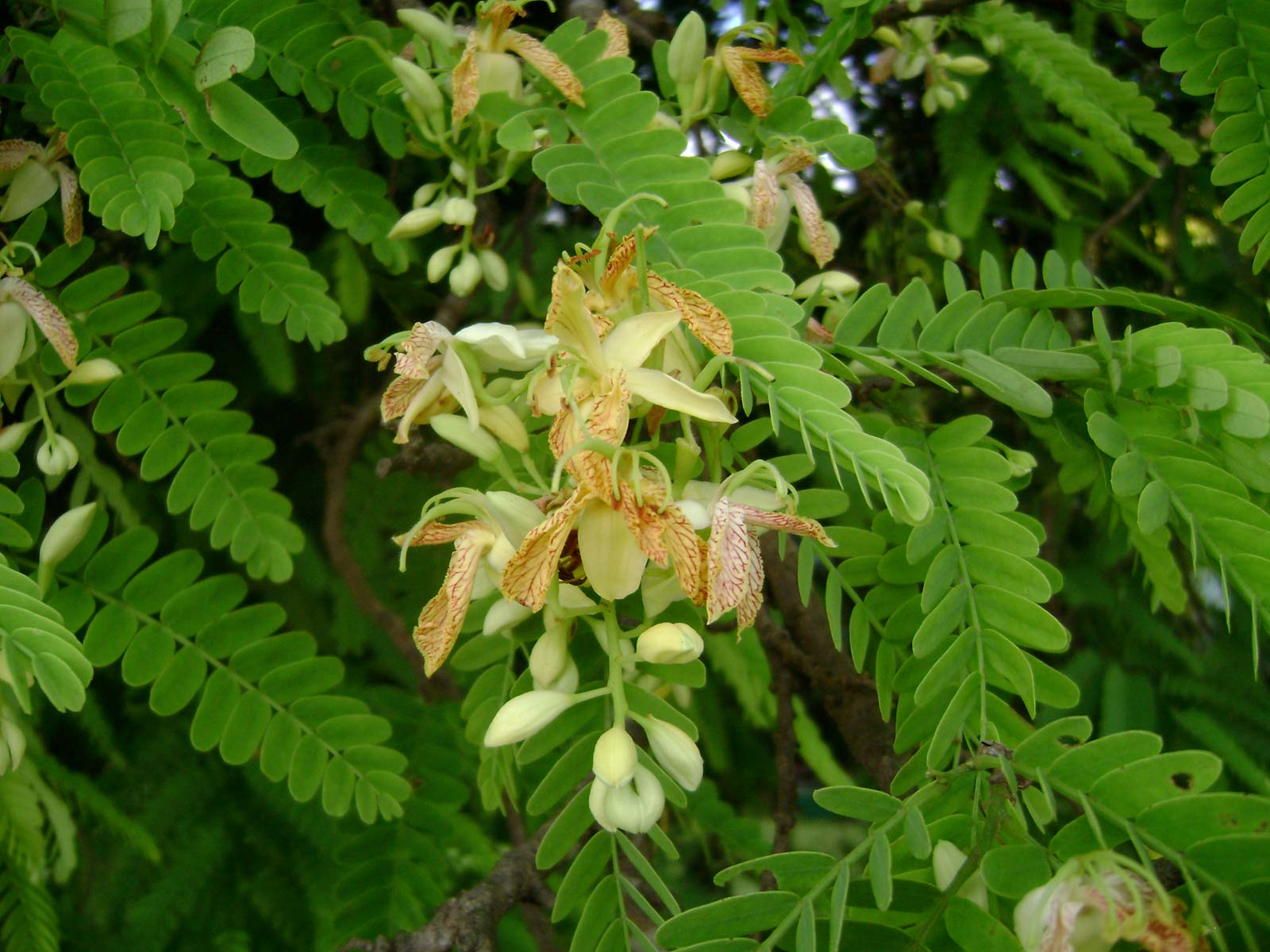 Tamarind Tamarindus Indica Feedipedia