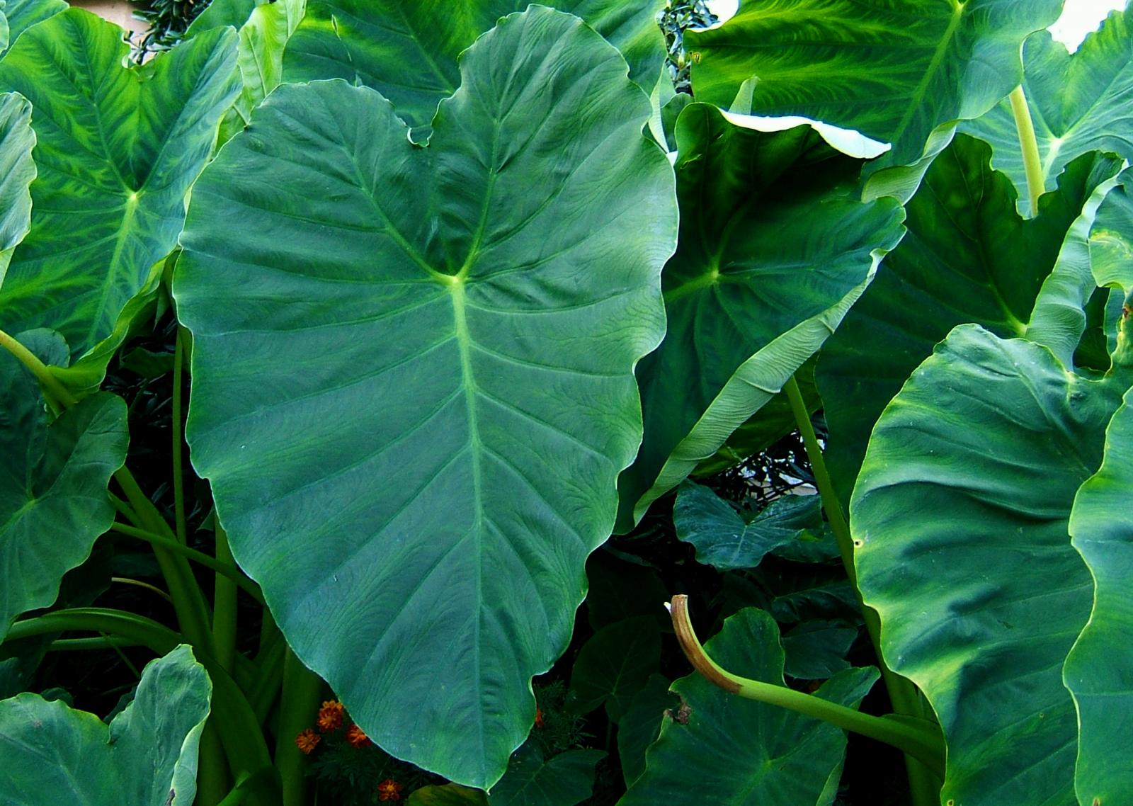 Taro (Colocasia esculenta) | Feedipedia
