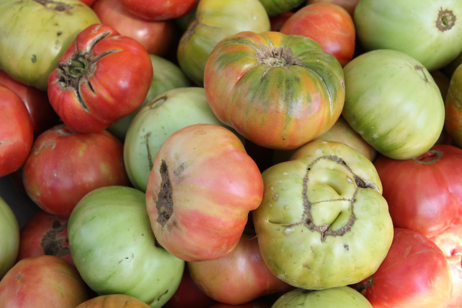 Are fruit tomatoes. Tomato Pulp. Томат по английски. In the Village Fruits Tomato.